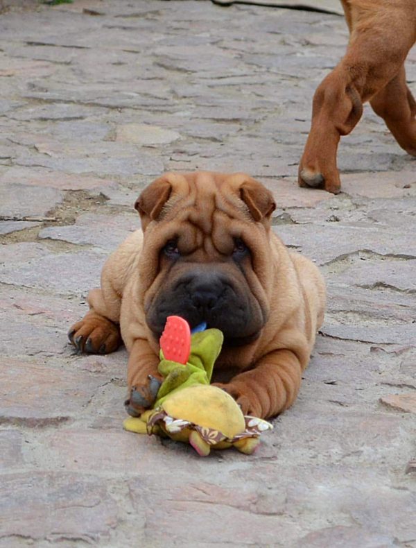 Idol Shar Pei