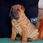 Idol-male-Shar-Pei-puppy-for-sale-3