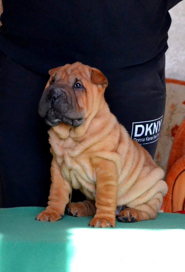 Idol Shar Pei