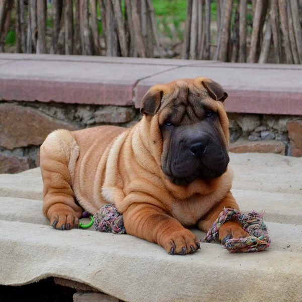 Imperial Shar Pei Imperial Shar Pei