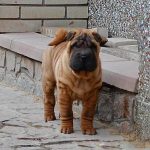 Imperial-male-Shar-Pei-puppy-for-sale-2