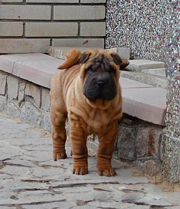 Imperial Shar Pei Imperial Shar Pei