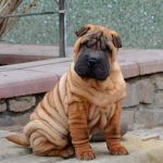 Imperial-male-Shar-Pei-puppy-for-sale-3