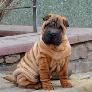 Imperial Shar Pei Imperial Shar Pei