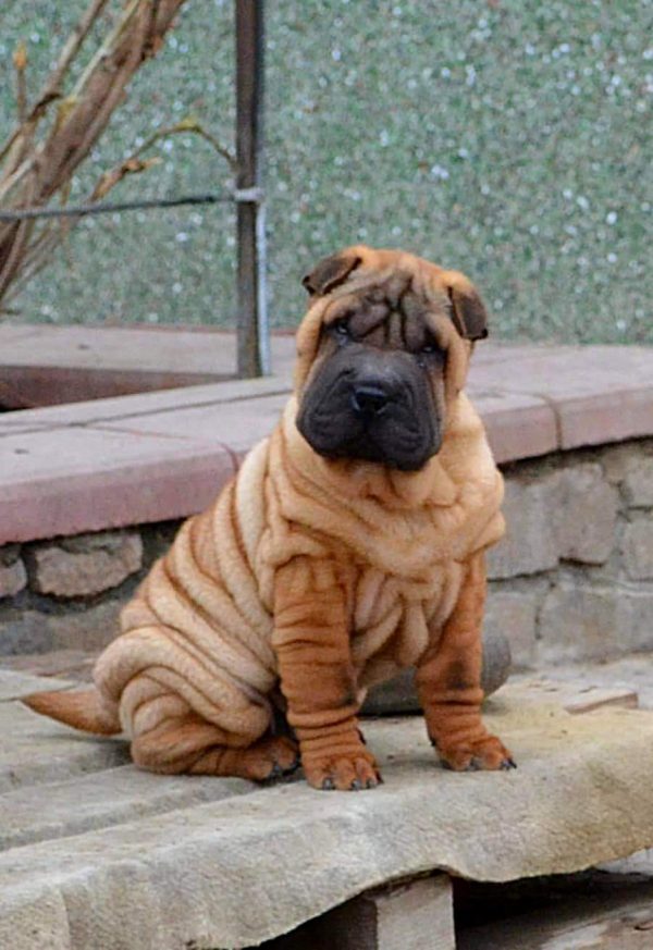 Imperial Shar Pei Imperial Shar Pei