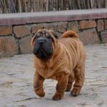 Infinity-female-Shar-Pei-puppy-for-sale-1