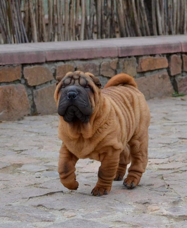 Infinity Shar Pei Infinity Shar Pei