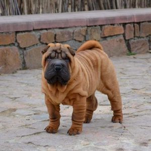 Infinity Shar Pei Infinity Shar Pei