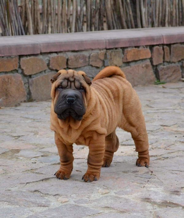 Infinity Shar Pei Infinity Shar Pei