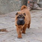 Infinity-female-Shar-Pei-puppy-for-sale-3
