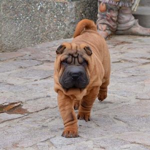 Infinity Shar Pei Infinity Shar Pei