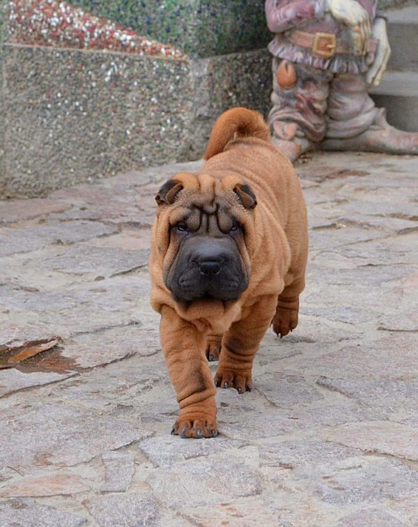 Infinity Shar Pei Infinity Shar Pei