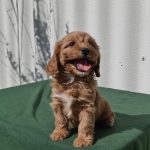 Larney-female-cavapoo-puppy-for-sale- (1)