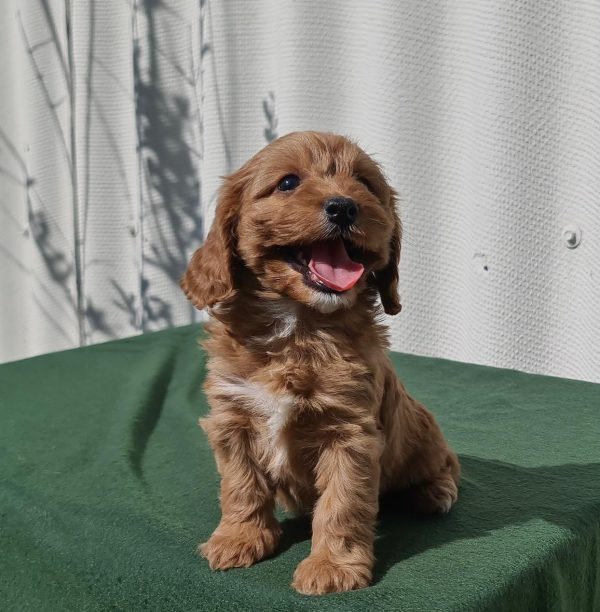 Larney Cavapoo