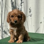 Larney-female-cavapoo-puppy-for-sale- (2)