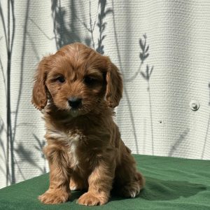 Larney Cavapoo