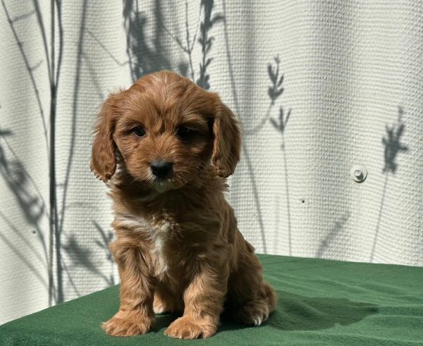 Larney Cavapoo