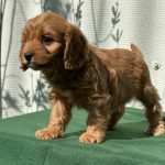 Larney-female-cavapoo-puppy-for-sale- (3)
