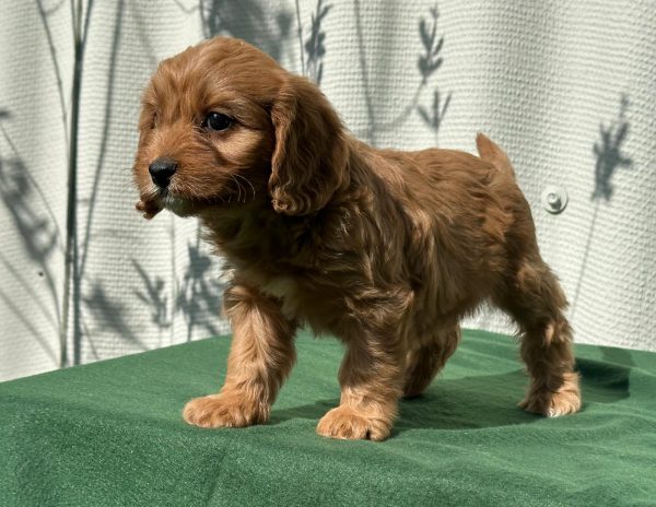 Larney Cavapoo