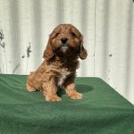 Larney-female-cavapoo-puppy-for-sale- (4)
