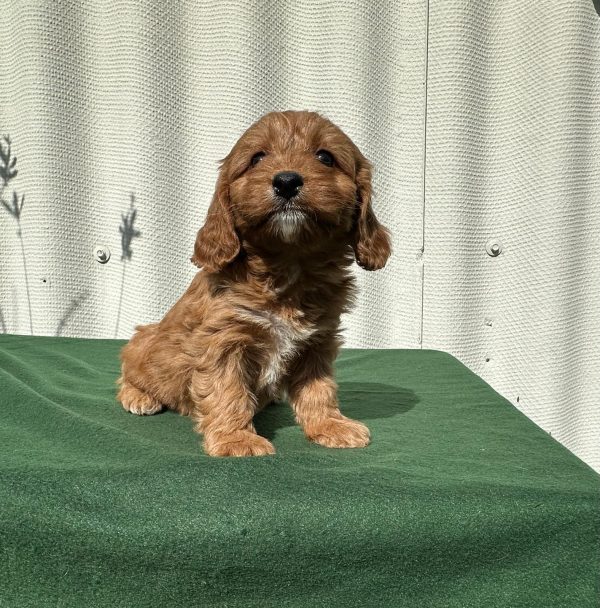 Larney Cavapoo