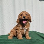 Amelia Cavapoo