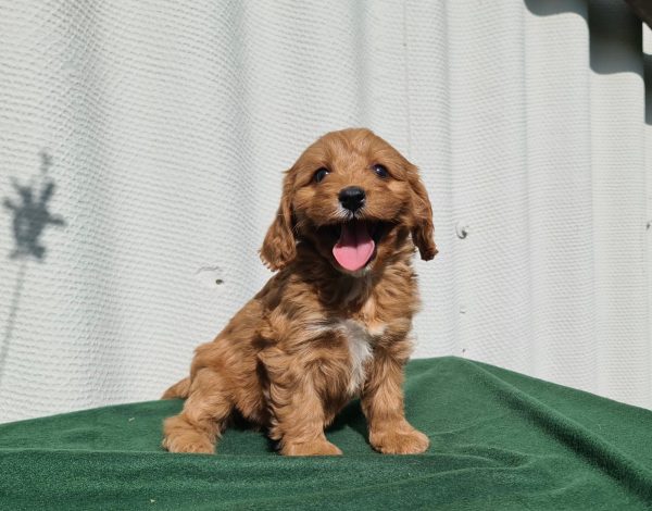 Larney Cavapoo
