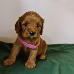 Leda-female-cavapoo-puppy-for-sale- (1)