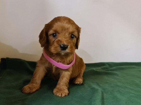 Leda Cavapoo