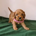Leda-female-cavapoo-puppy-for-sale- (2)