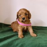 Larney Cavapoo