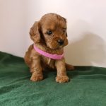 Leda-female-cavapoo-puppy-for-sale- (4)