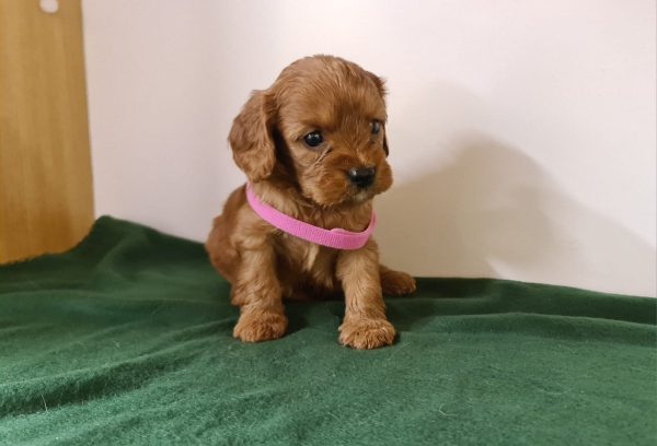 Leda Cavapoo