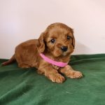 Leda-female-cavapoo-puppy-for-sale- (5)