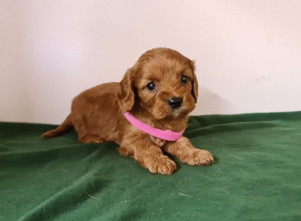 Leda Cavapoo