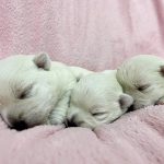 Litter-West-Highland-White-Terrier-puppy-for-sale-1