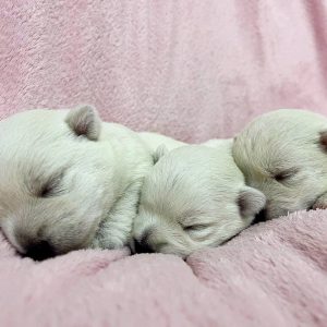 New Litter West Highland White Terrier