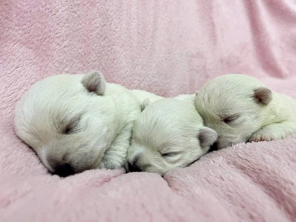 New Litter West Highland White Terrier New Litter West Highland White Terrier