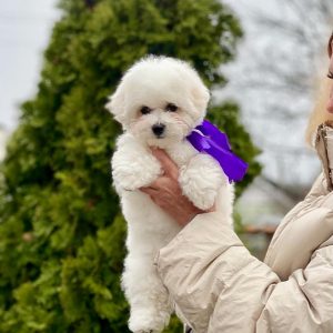 New Delhi Bichon Frise