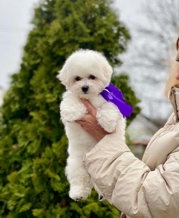 New Delhi Bichon Frise