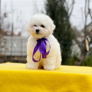 New Delhi Bichon Frise