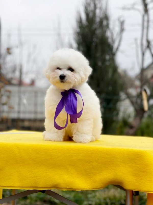New Delhi Bichon Frise
