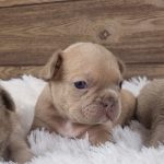 Ruby French Bulldog