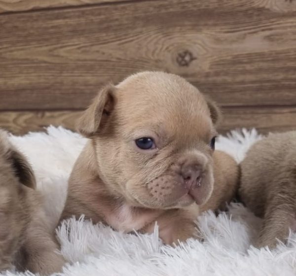 Nick French Bulldog Nick French Bulldog