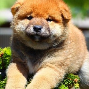 Ricks Shiba Inu
