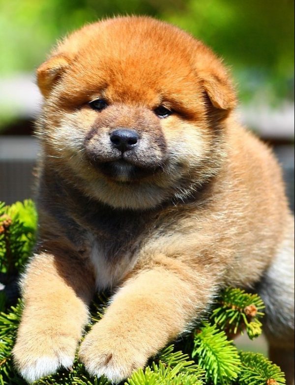 Ricks Shiba Inu Ricks Shiba Inu