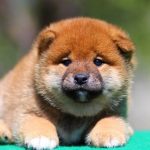 Ricks-male-shiba-inu-puppy-for-sale-1 (2)