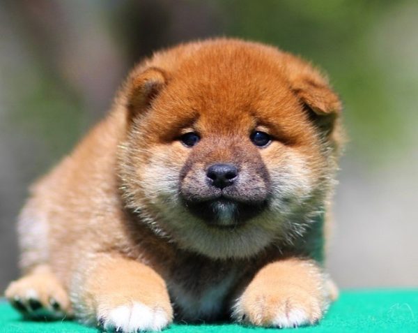 Ricks Shiba Inu Ricks Shiba Inu