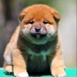Reno Shiba Inu