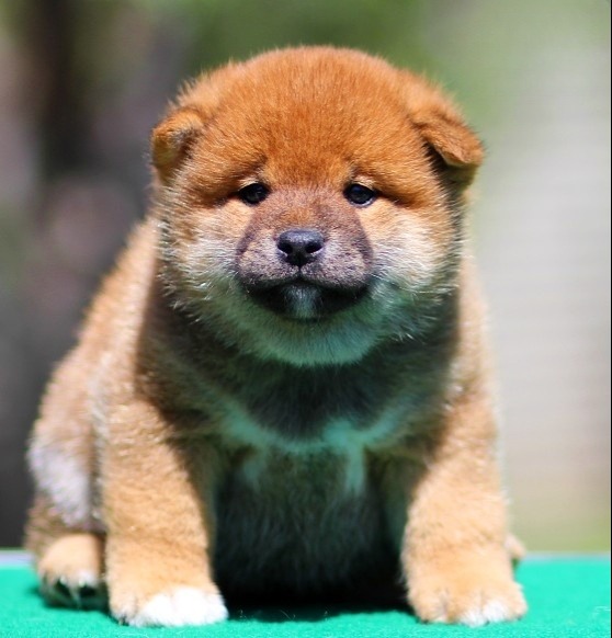 Ricks Shiba Inu Ricks Shiba Inu